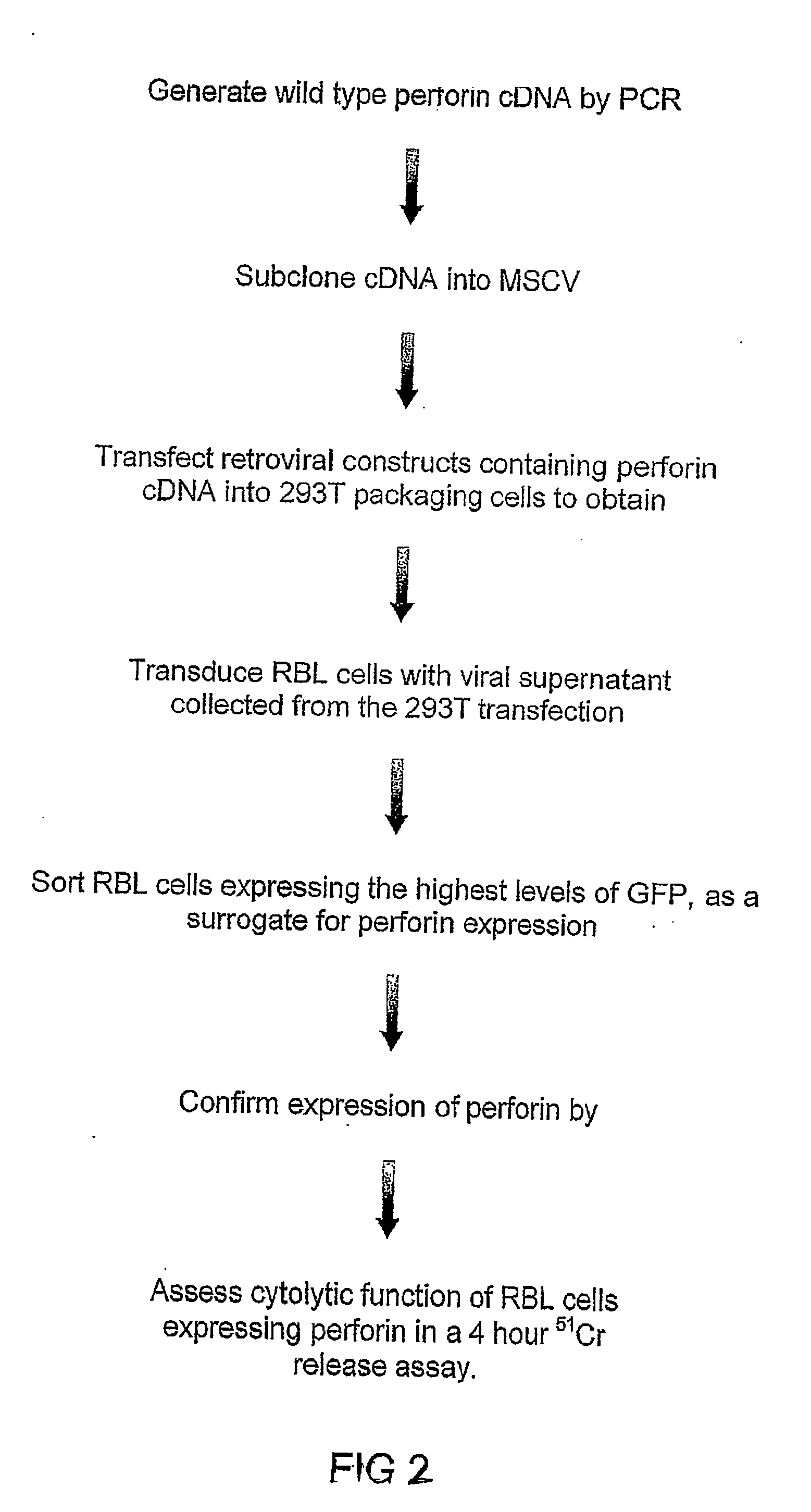 Recombinant perforin, expression and uses thereof