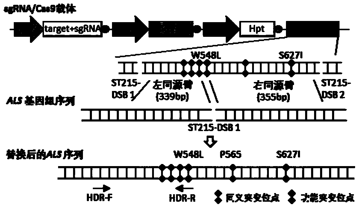 Method for improving plant gene replacing efficiency