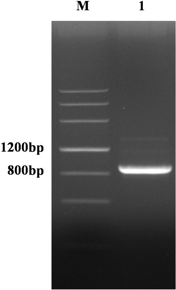 Schistosoma japonicum SjPPase recombinant antigen protein and preparation method and application thereof