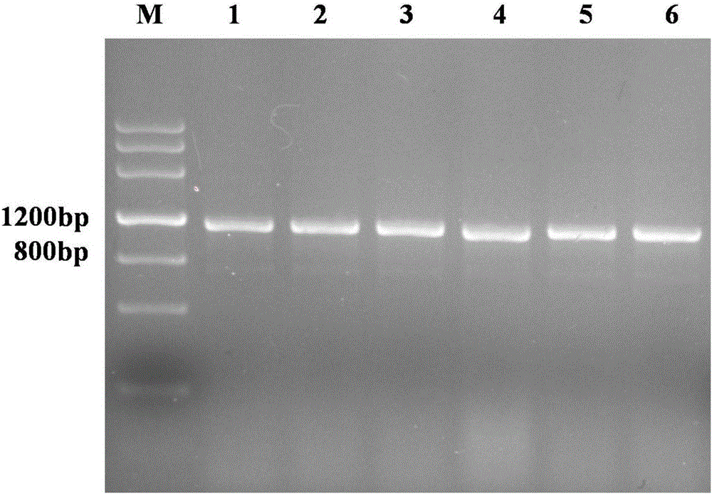 Schistosoma japonicum SjPPase recombinant antigen protein and preparation method and application thereof