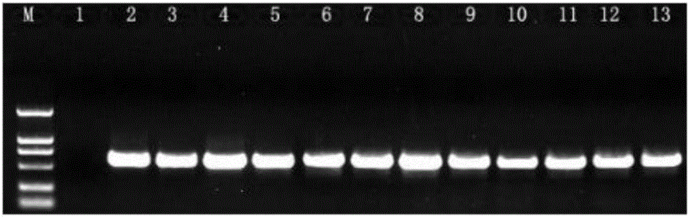 Primer for detecting potato ralstonia solancearum and PCR detection method adopted by primer