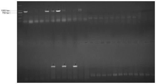 Genetic engineering bacterium highly producing D-allulose and application of genetic engineering bacterium