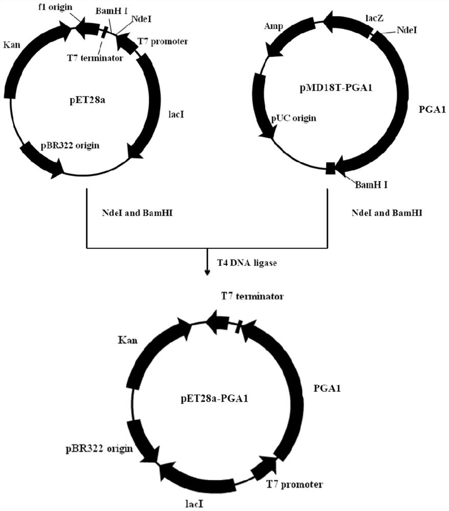 A kind of artificially designed pro-penicillin g acylase and its coding sequence and application