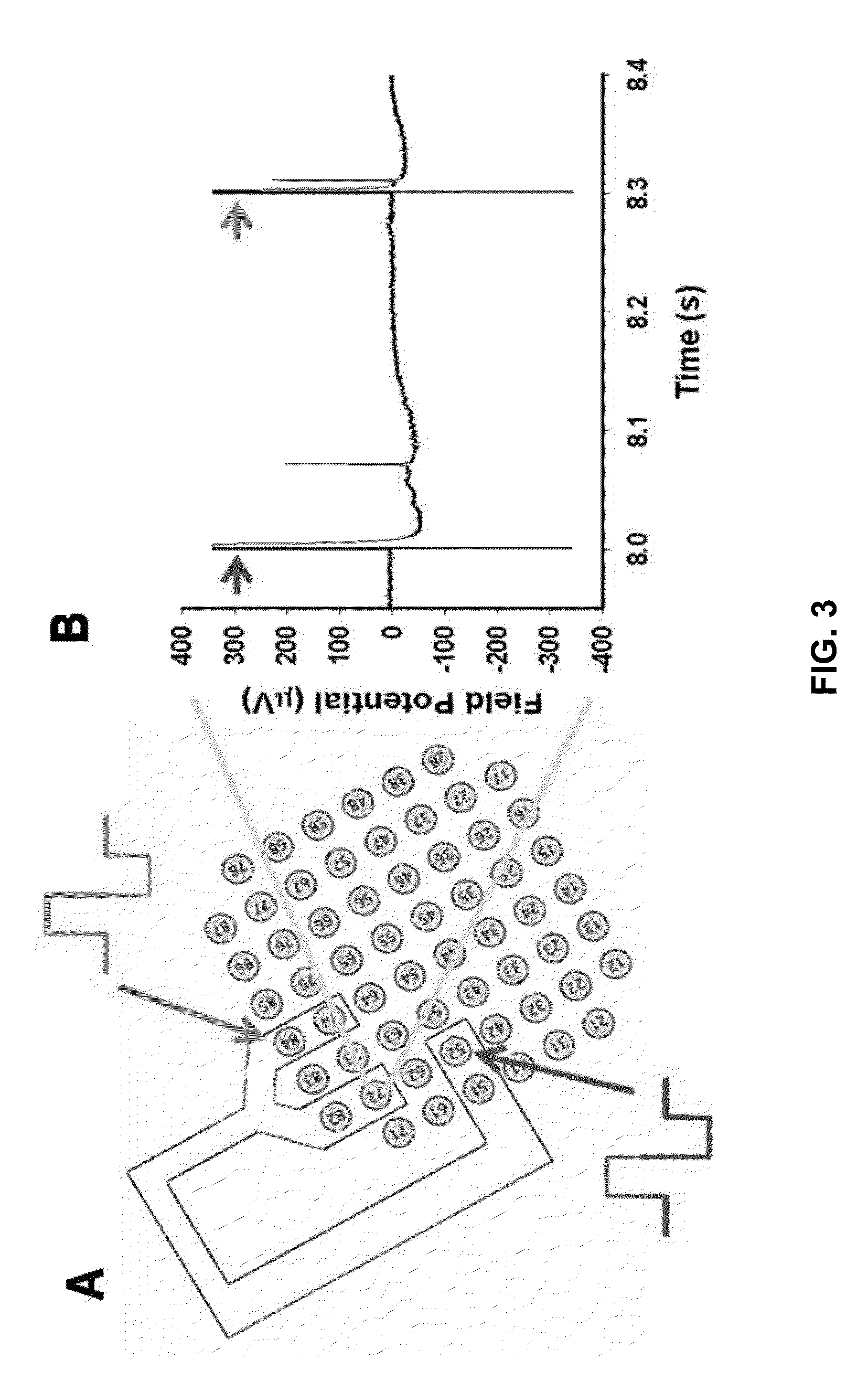 Patterned cardiomyocyte culture on microelectrode array
