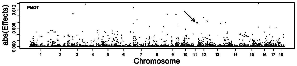 Molecular genetic marker related to linear movement of boar sperm and its application and acquisition method thereof