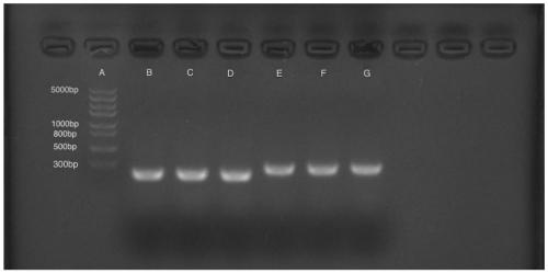 Molecule marker linked with brassica compestris color gene of brassica compestris and application of molecule marker