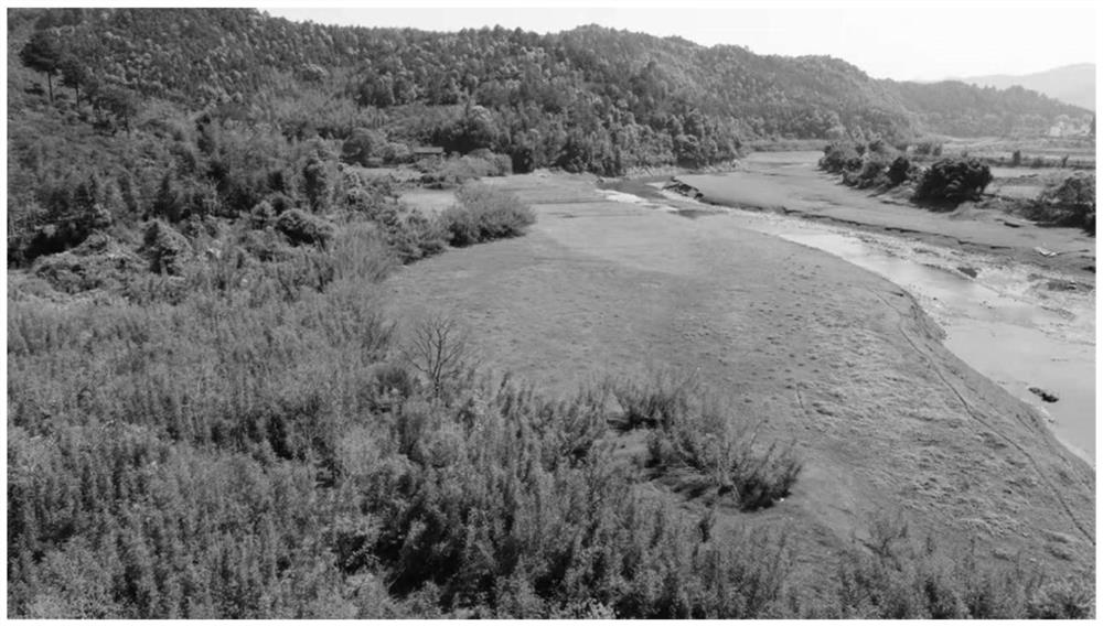 Wetland hydro-fluctuation belt vegetation recovery method based on paliurus ramosissimus