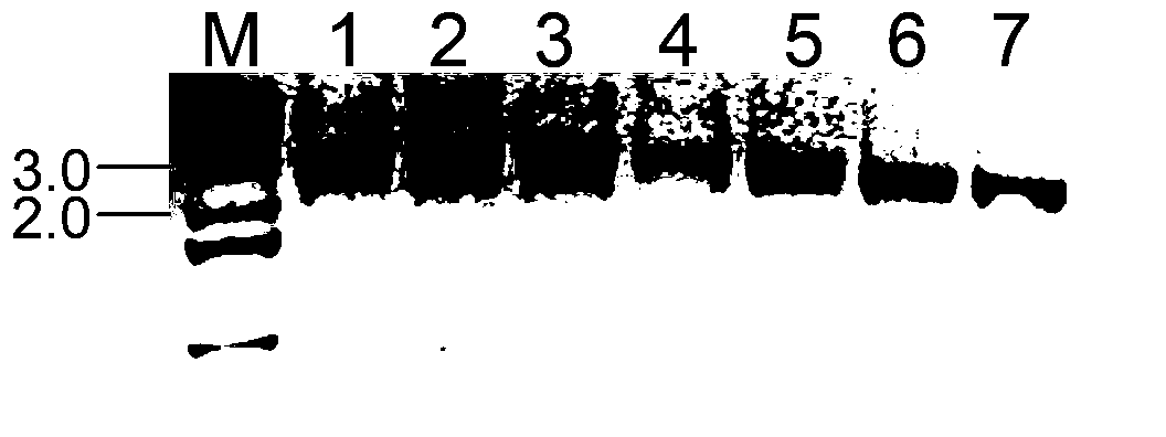 Method for knocking out ibuprofen fosmid catechol dioxygenase gene