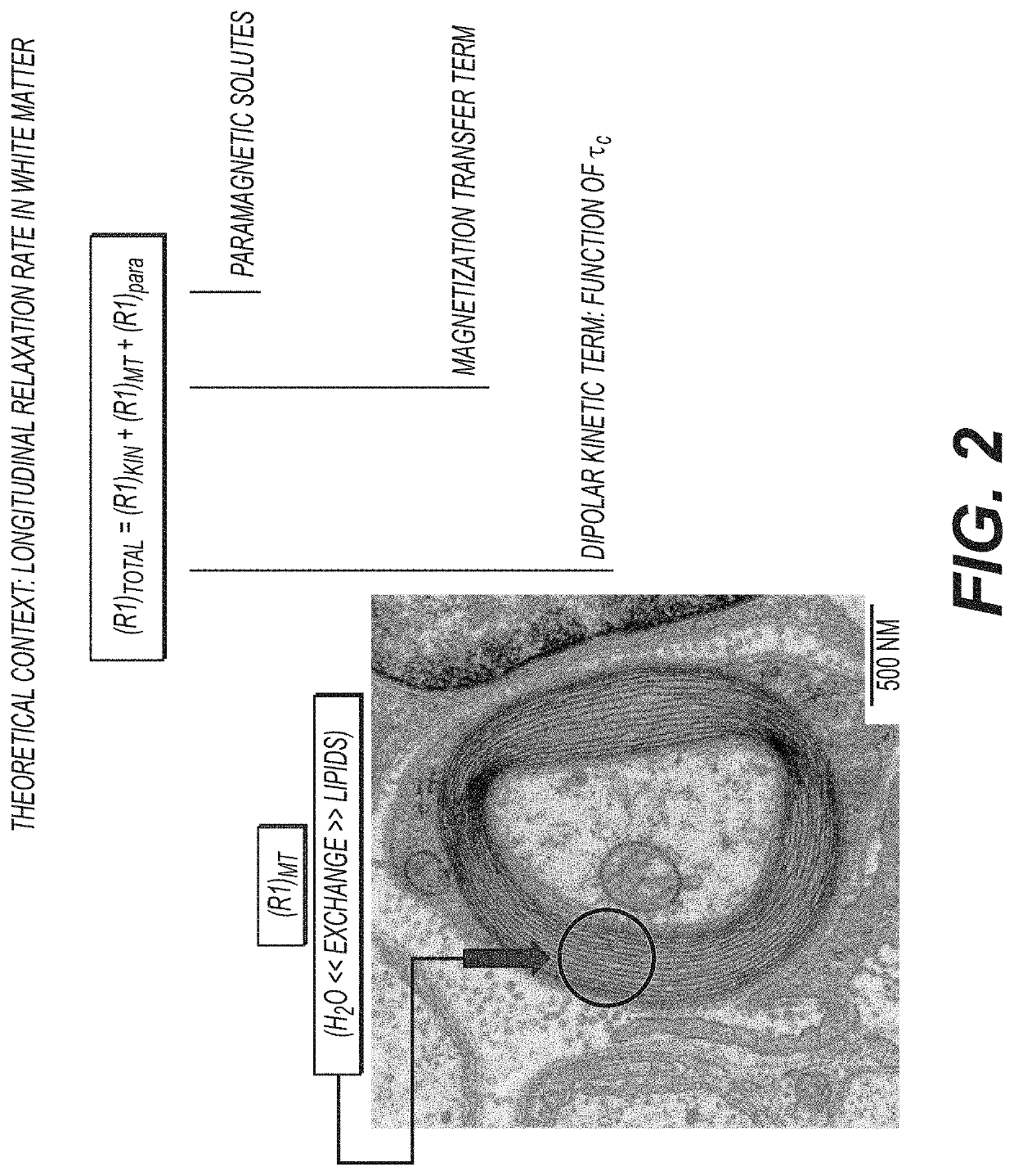 White matter fibrography by synthetic magnetic resonance imaging