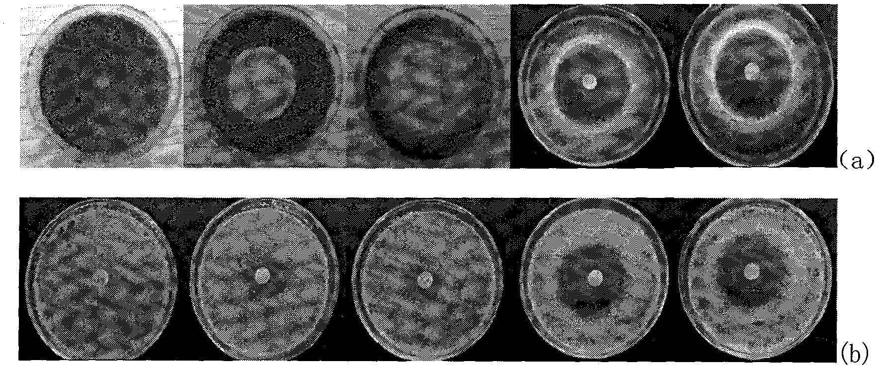 Preparation method for novel wood preservative