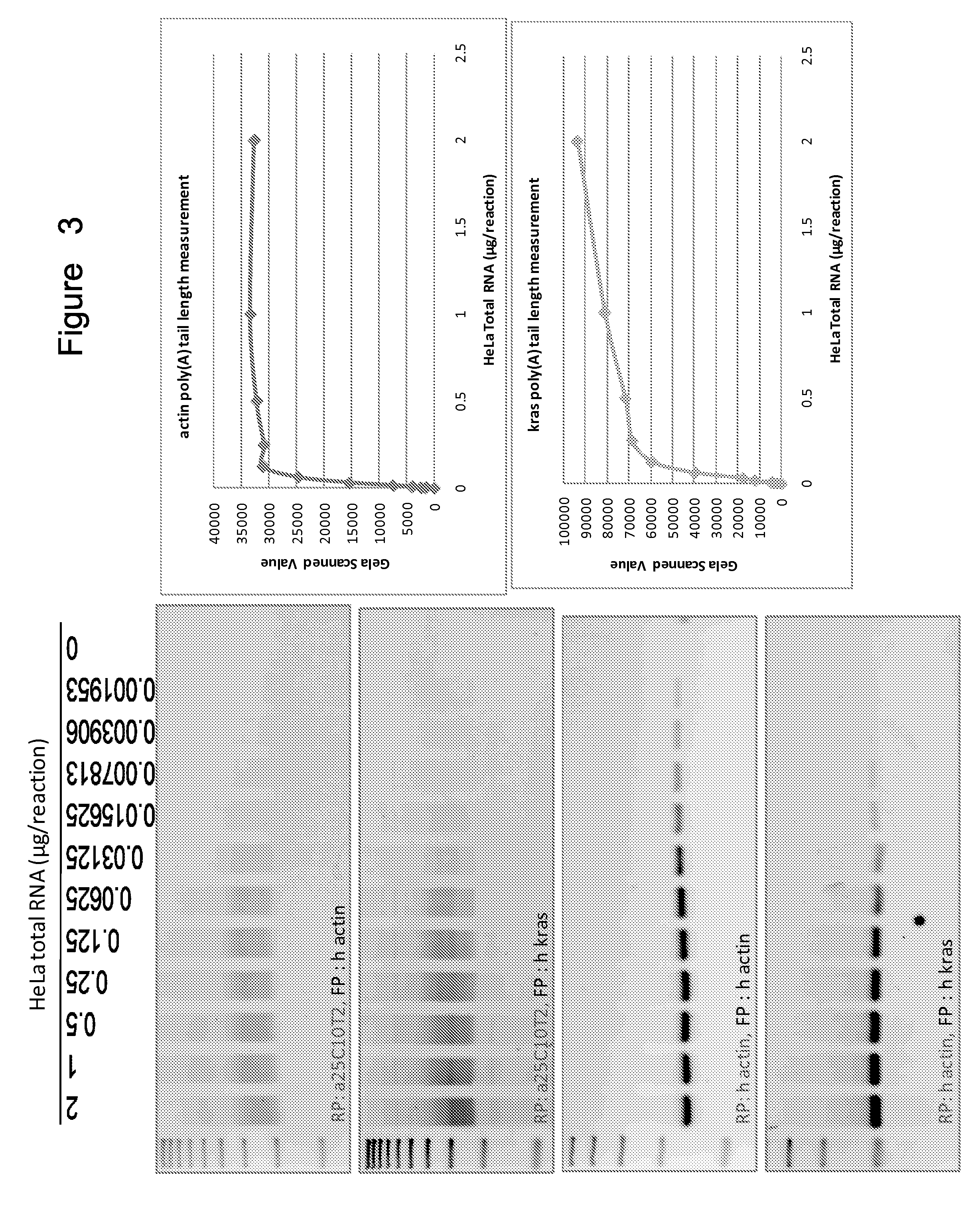 Poly(A) Tail Length Measurement by PCR