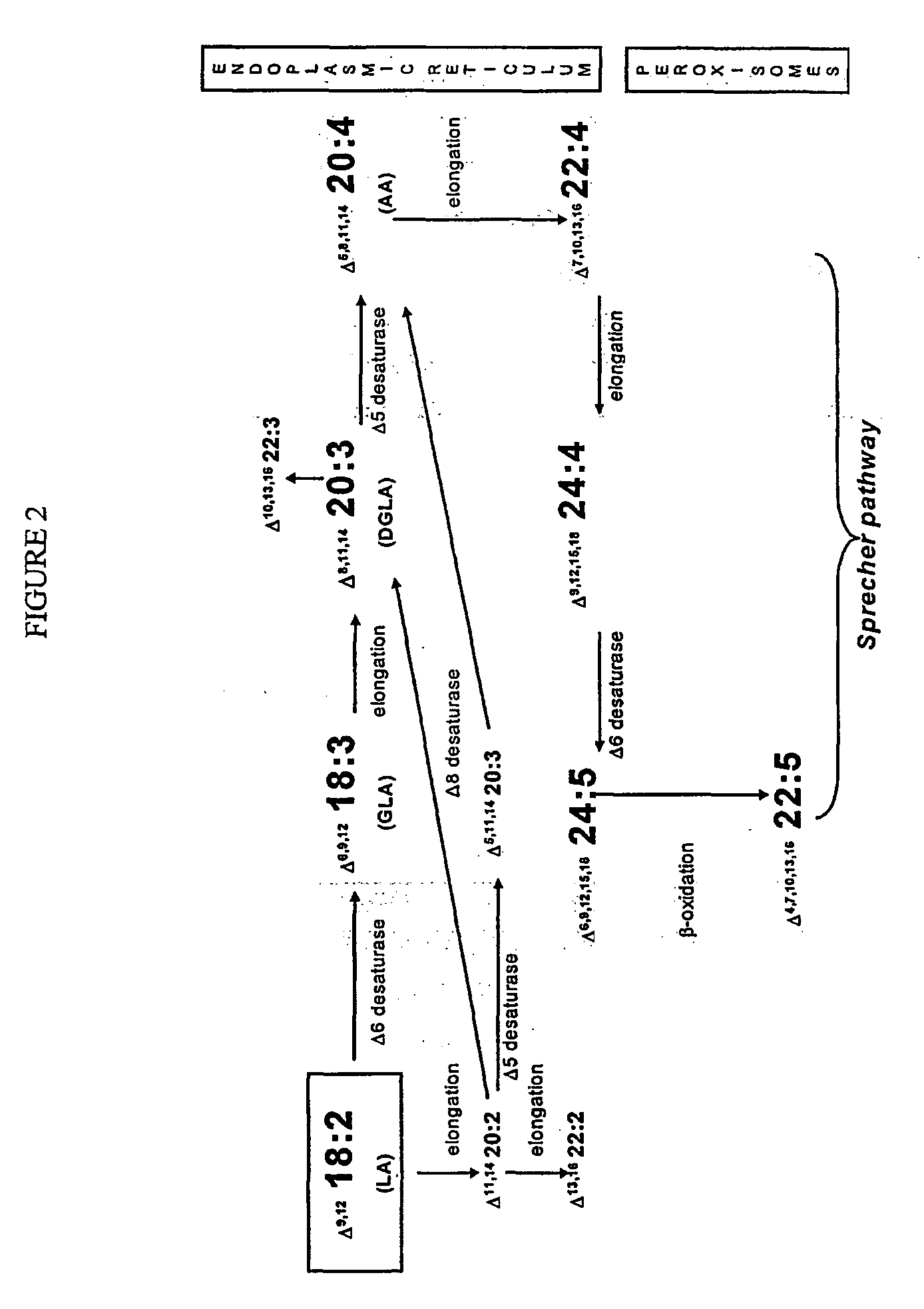 Human elongase genes and uses thereof