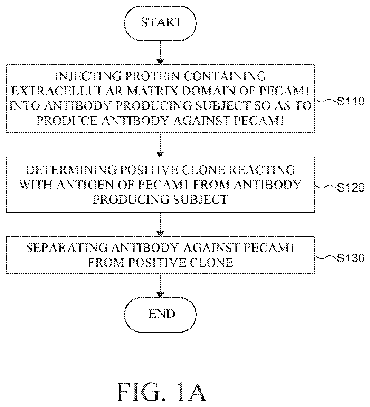 Antibody for pure isolation of vascular endothelial cells and preparation method thereof