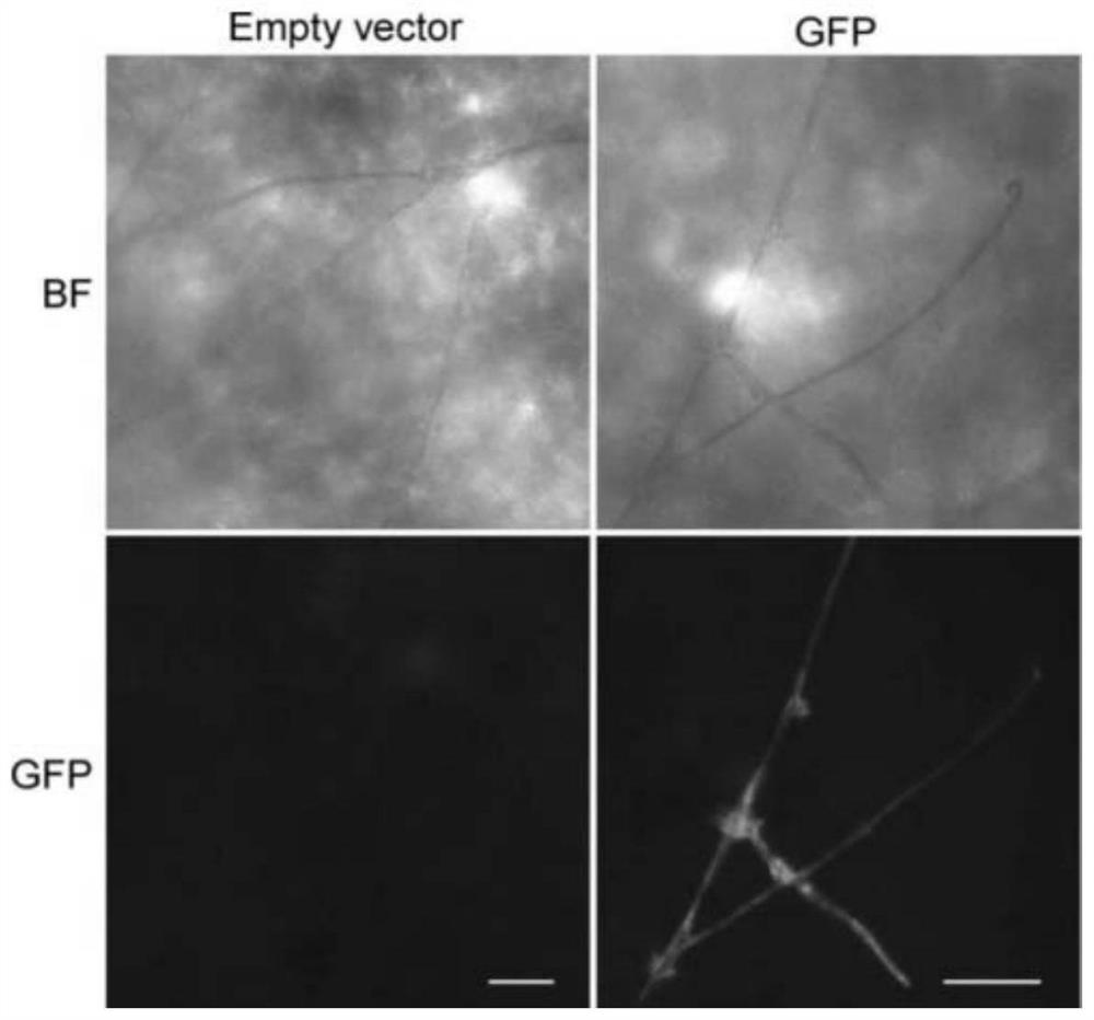 Fluorescent vector for marking powdery mildew of rubber tree as well as expression method and application of fluorescent vector