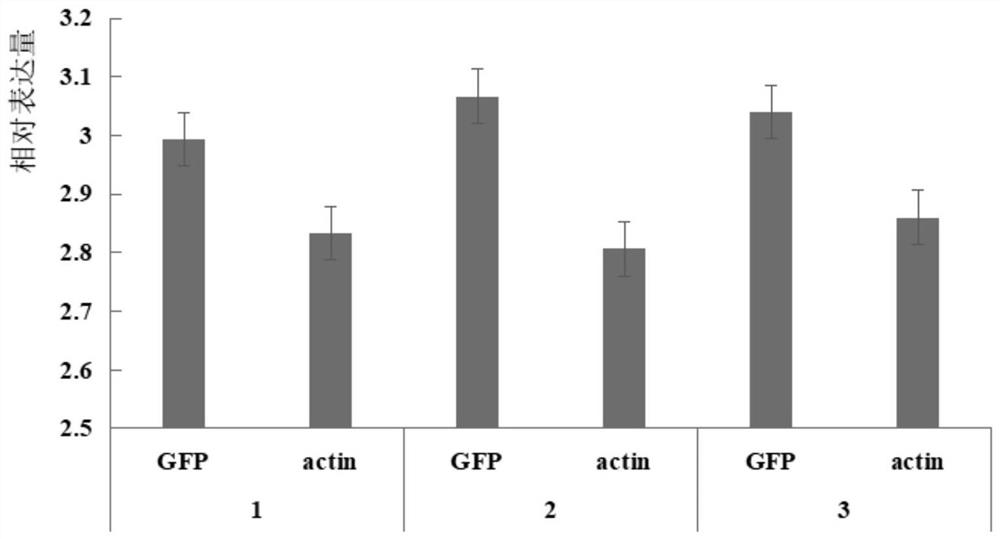 Fluorescent vector for marking powdery mildew of rubber tree as well as expression method and application of fluorescent vector