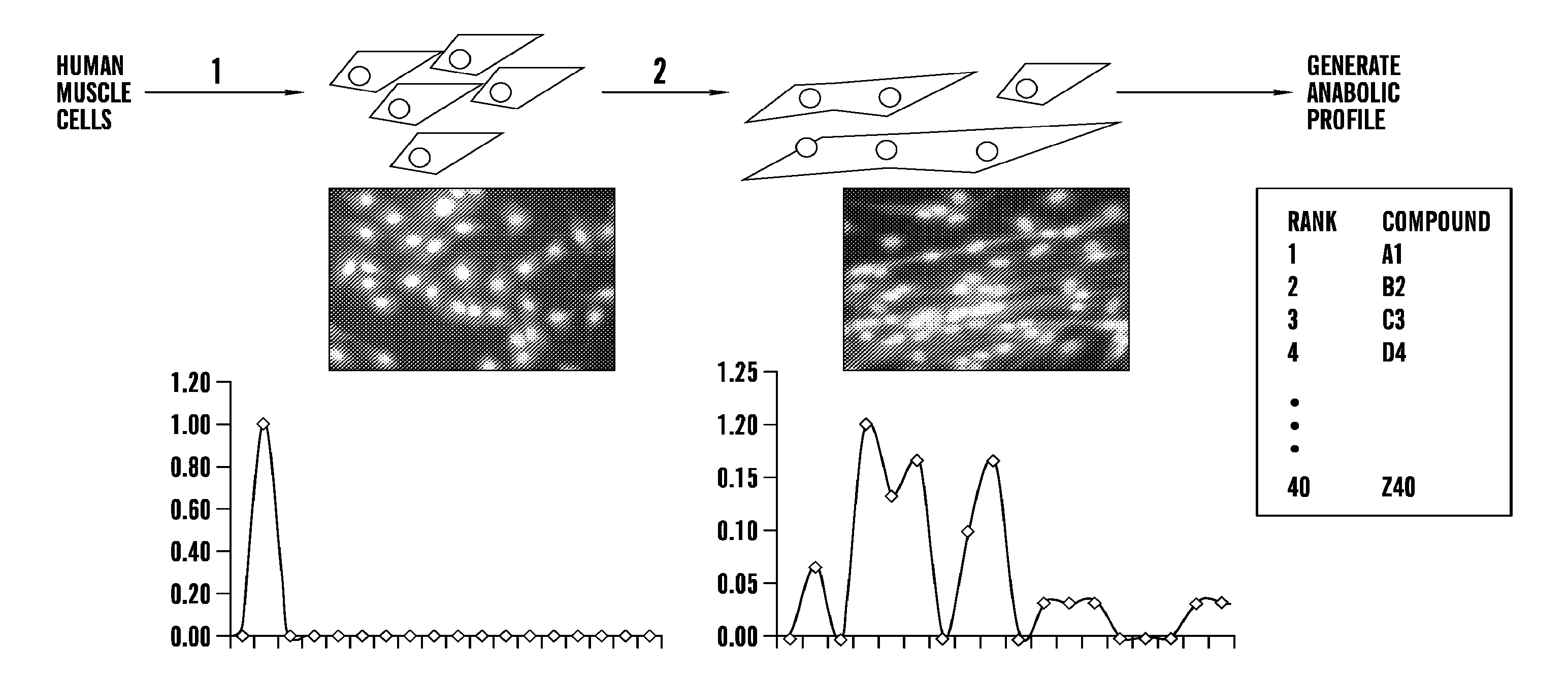 Assays, systems, and methods for obtaining personalized anabolic profiles