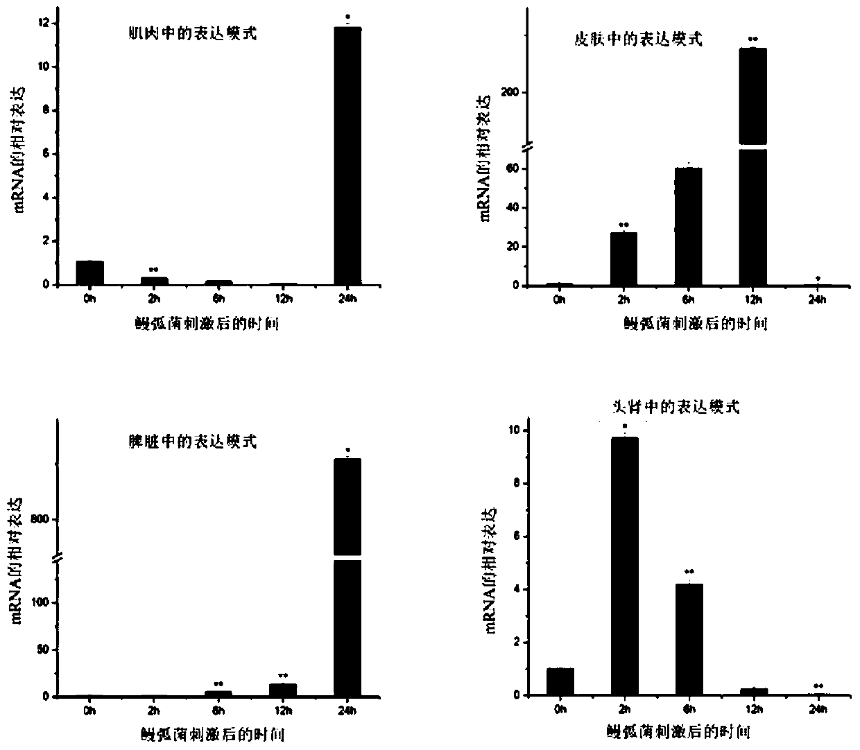 A kind of Songjiang perch creatine kinase tfm-ck gene, Songjiang perch tfm-ck recombinant protein and application thereof