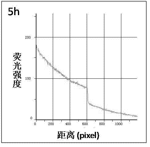 Micro-fluidic chip capable of producing stable concentration gradient and cell co-culture method
