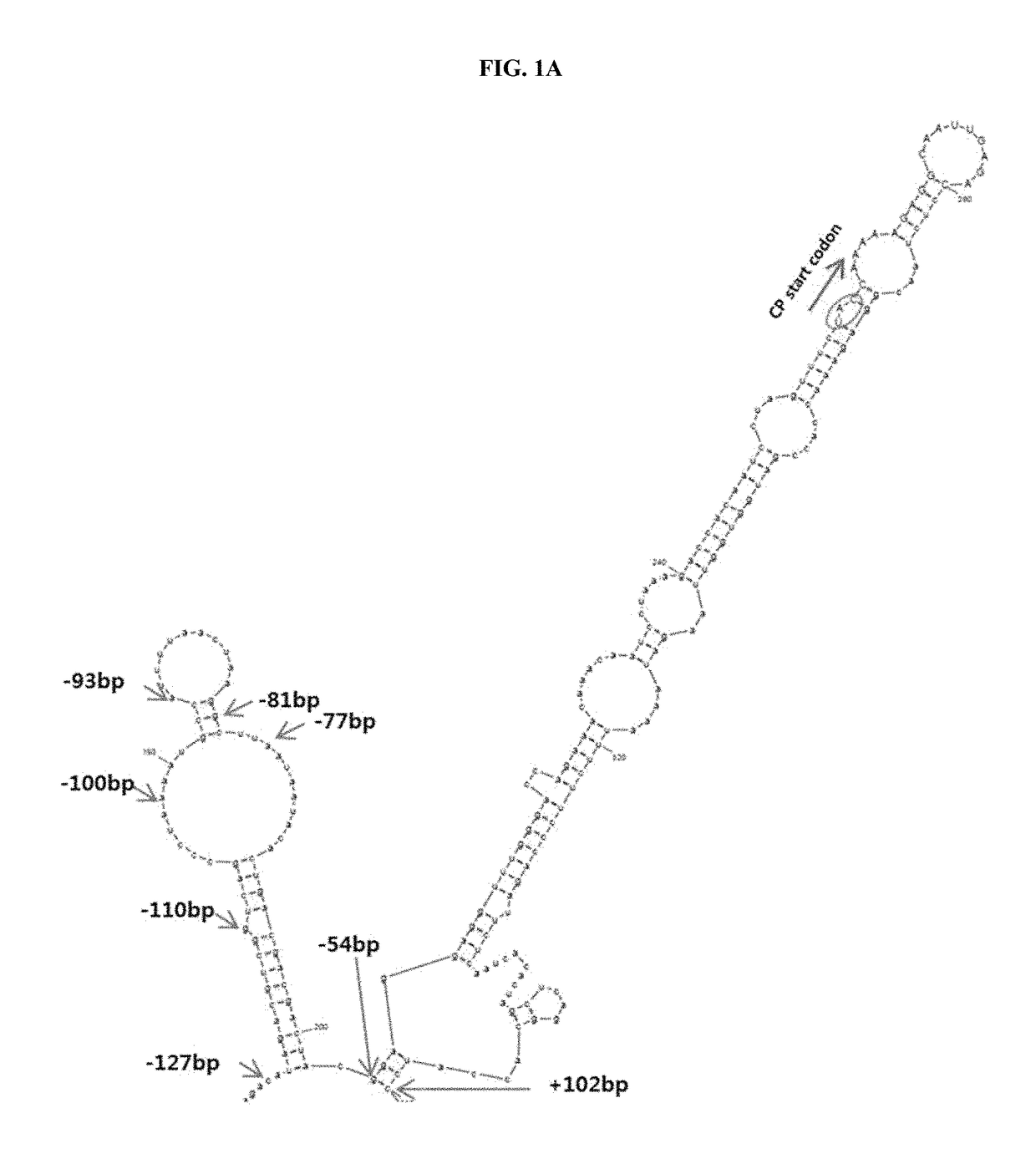 Construction of new cucumber fruit mottle mosaic virus derived subgenomic promotor and expression vector, and use thereof