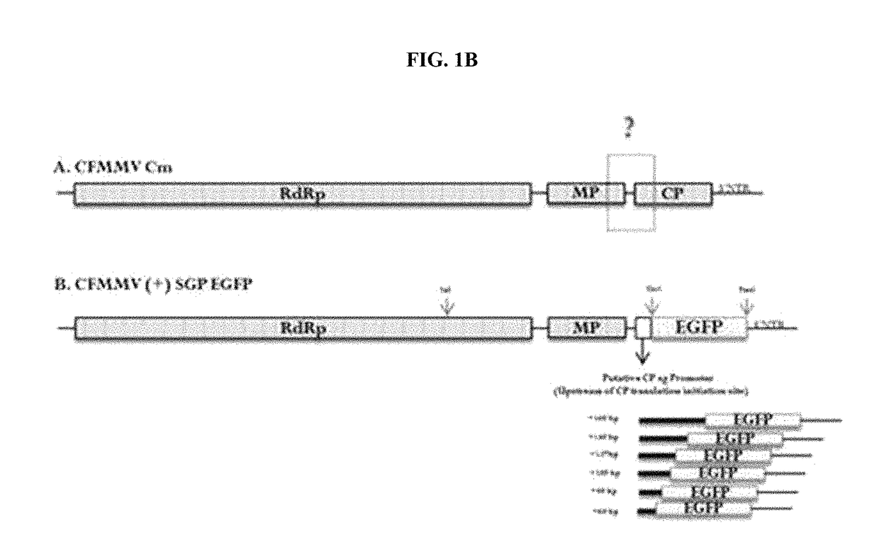 Construction of new cucumber fruit mottle mosaic virus derived subgenomic promotor and expression vector, and use thereof