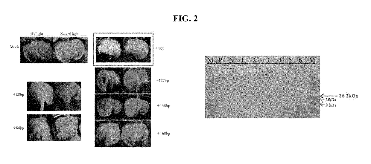 Construction of new cucumber fruit mottle mosaic virus derived subgenomic promotor and expression vector, and use thereof