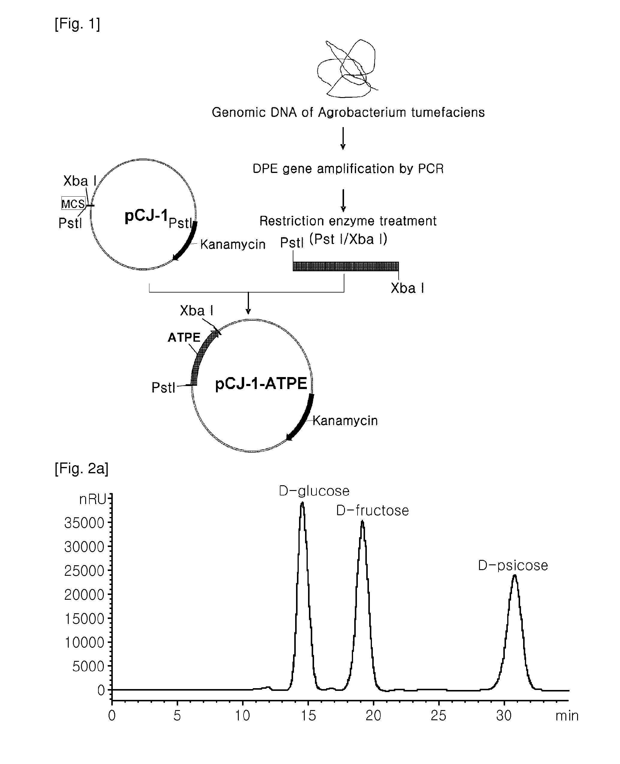 Immobilization of psicose-epimerase and a method of producing d-psicose using the same
