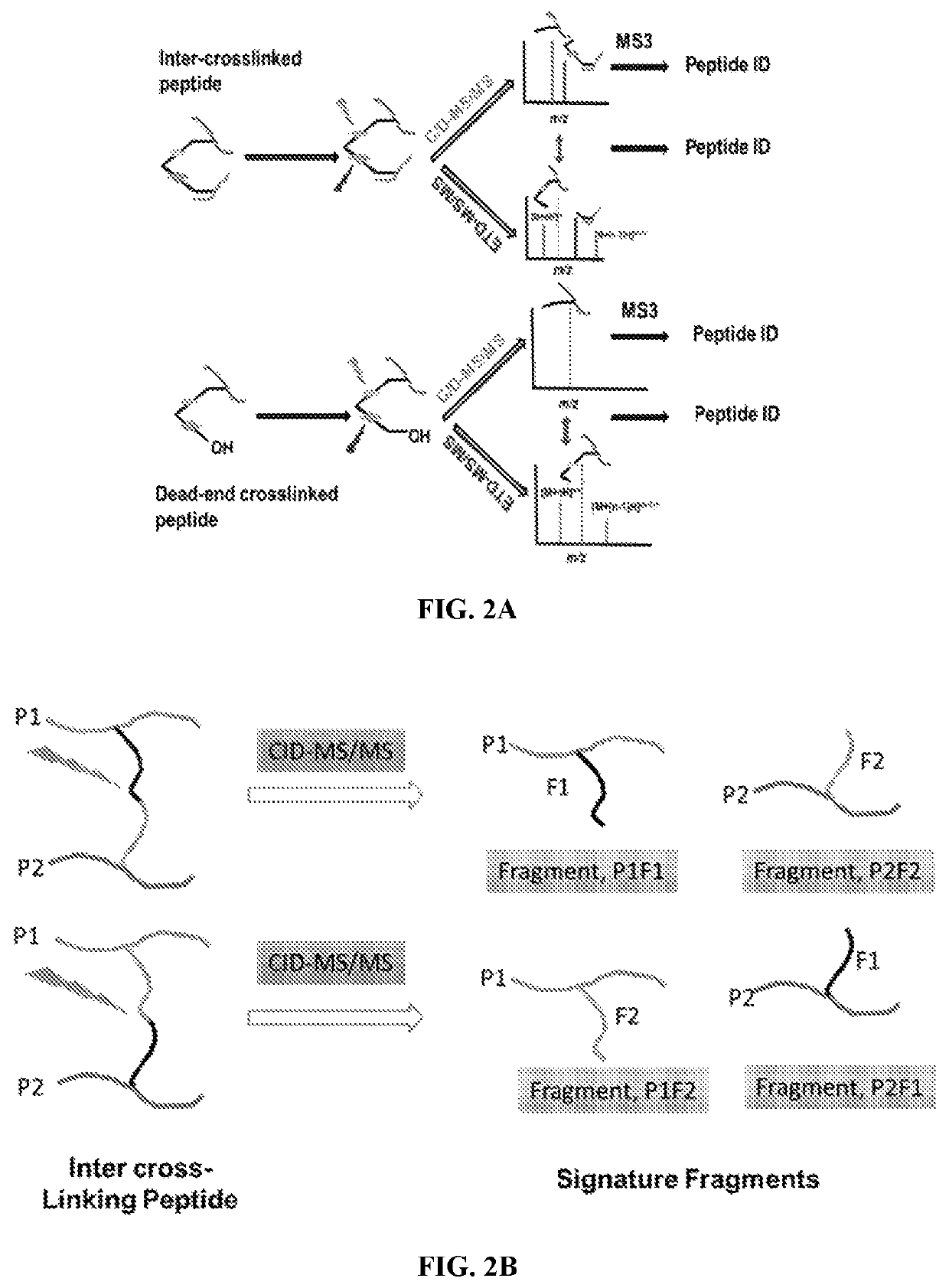 Dual mass spectrometry-cleavable crosslinking reagents for protein-protein interactions