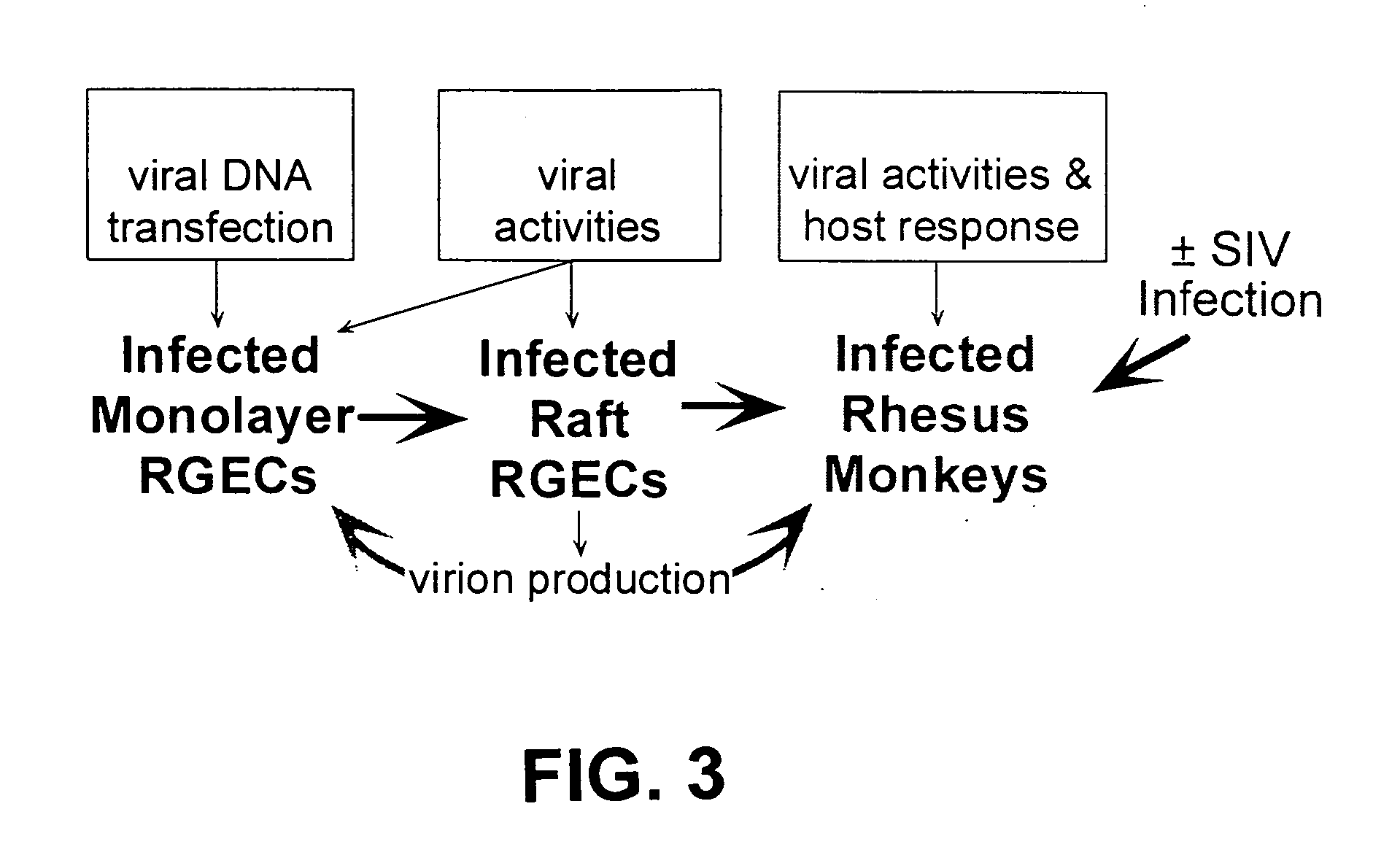 RhPV as a model for HPV-induced cancers