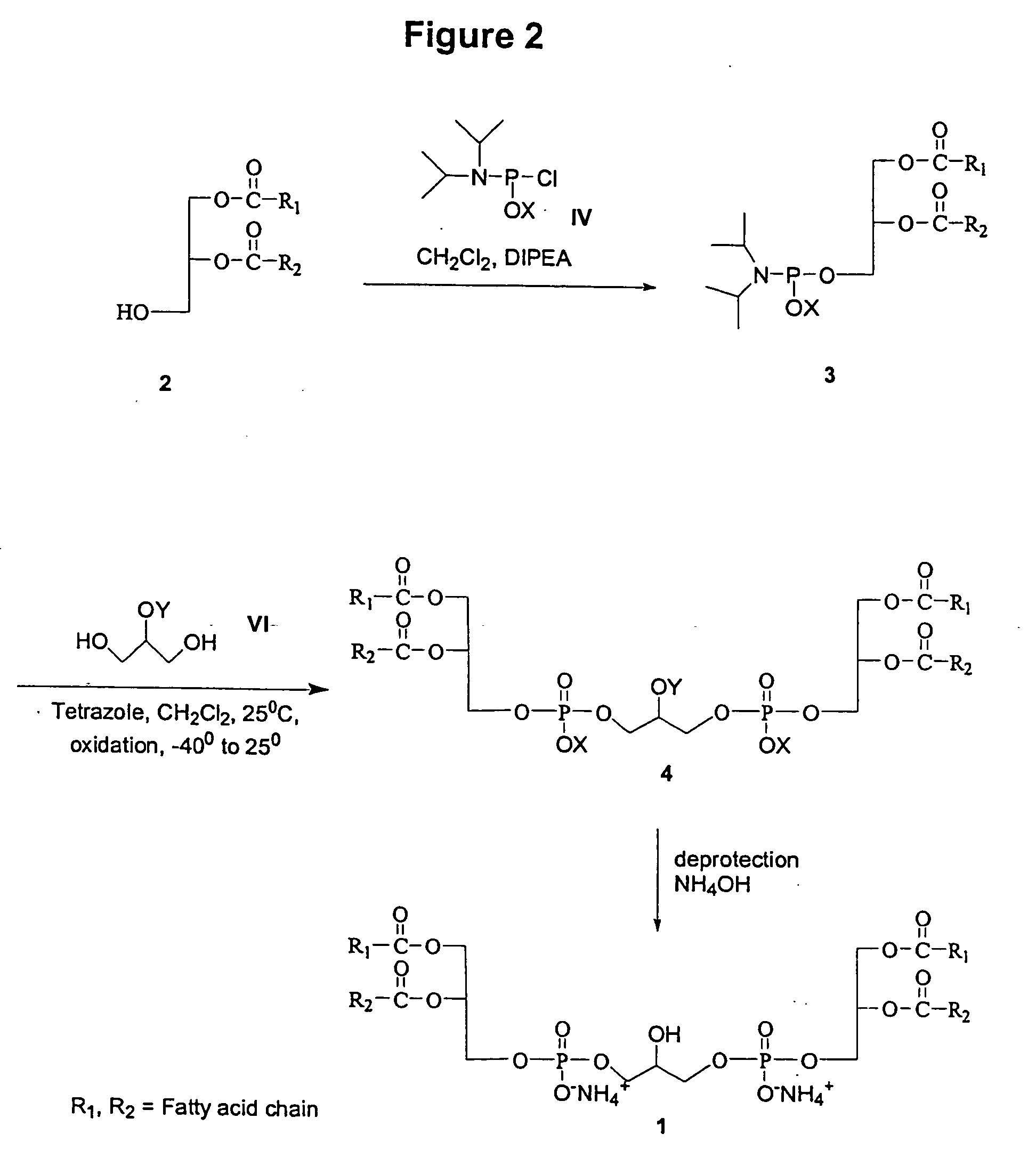 Cardiolipin molecules and methods of synthesis