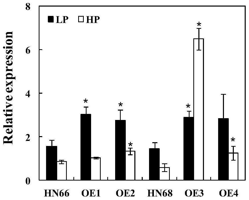 Application of Soybean Purple Acid Phosphatase Gene gmpap35