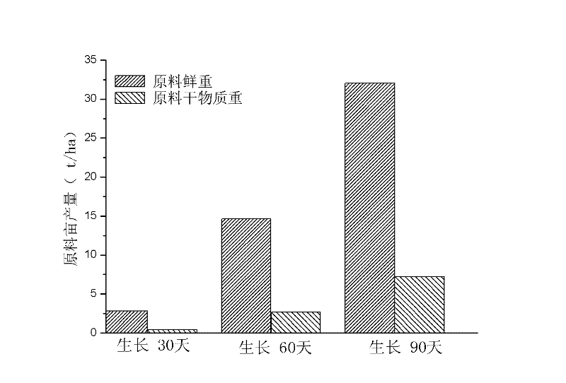 Pennisetum hybrid planting method and method for jointly producing marsh gas by using Pennisetum hybrid as raw material