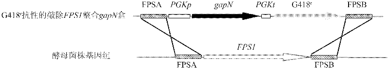 Industrial Saccharomyces cerevisiae strain with low glycerol synthesis and high alcohol tolerance and application thereof