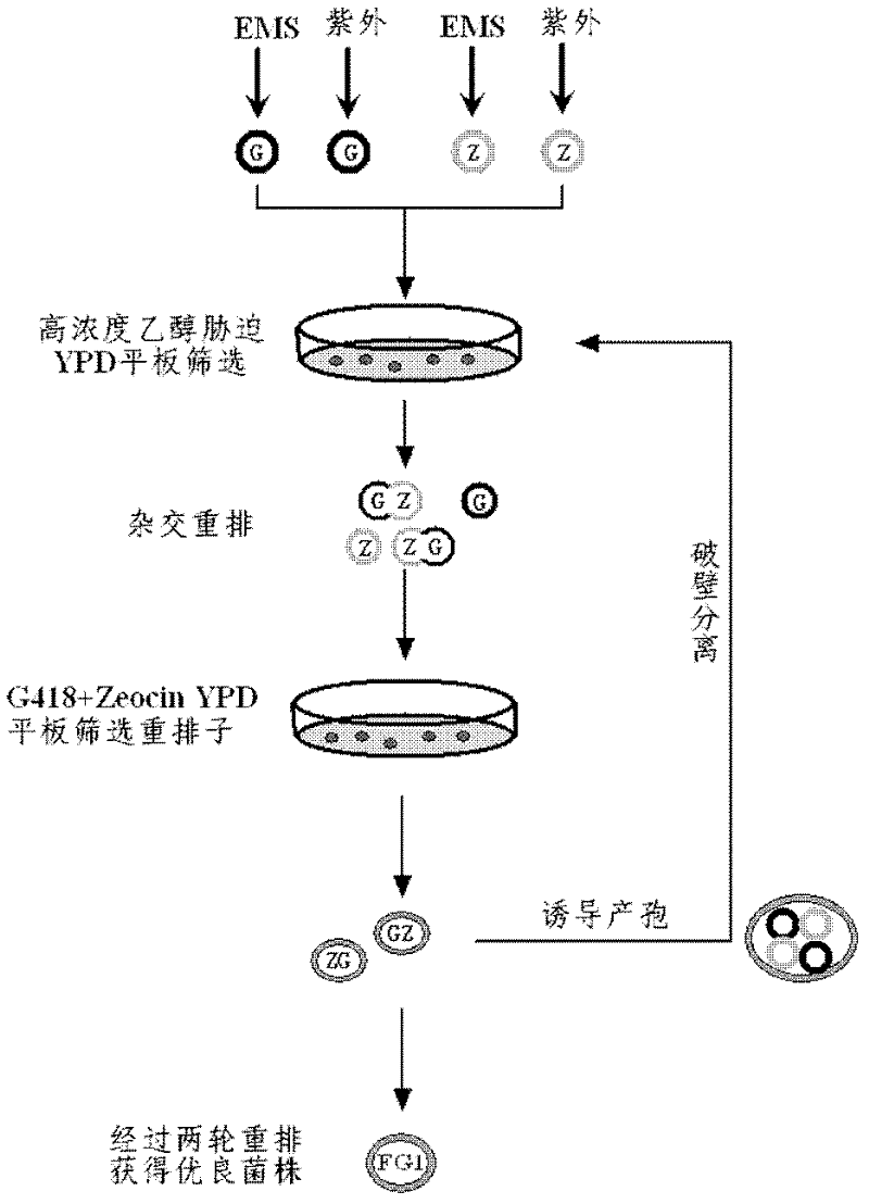 Industrial Saccharomyces cerevisiae strain with low glycerol synthesis and high alcohol tolerance and application thereof