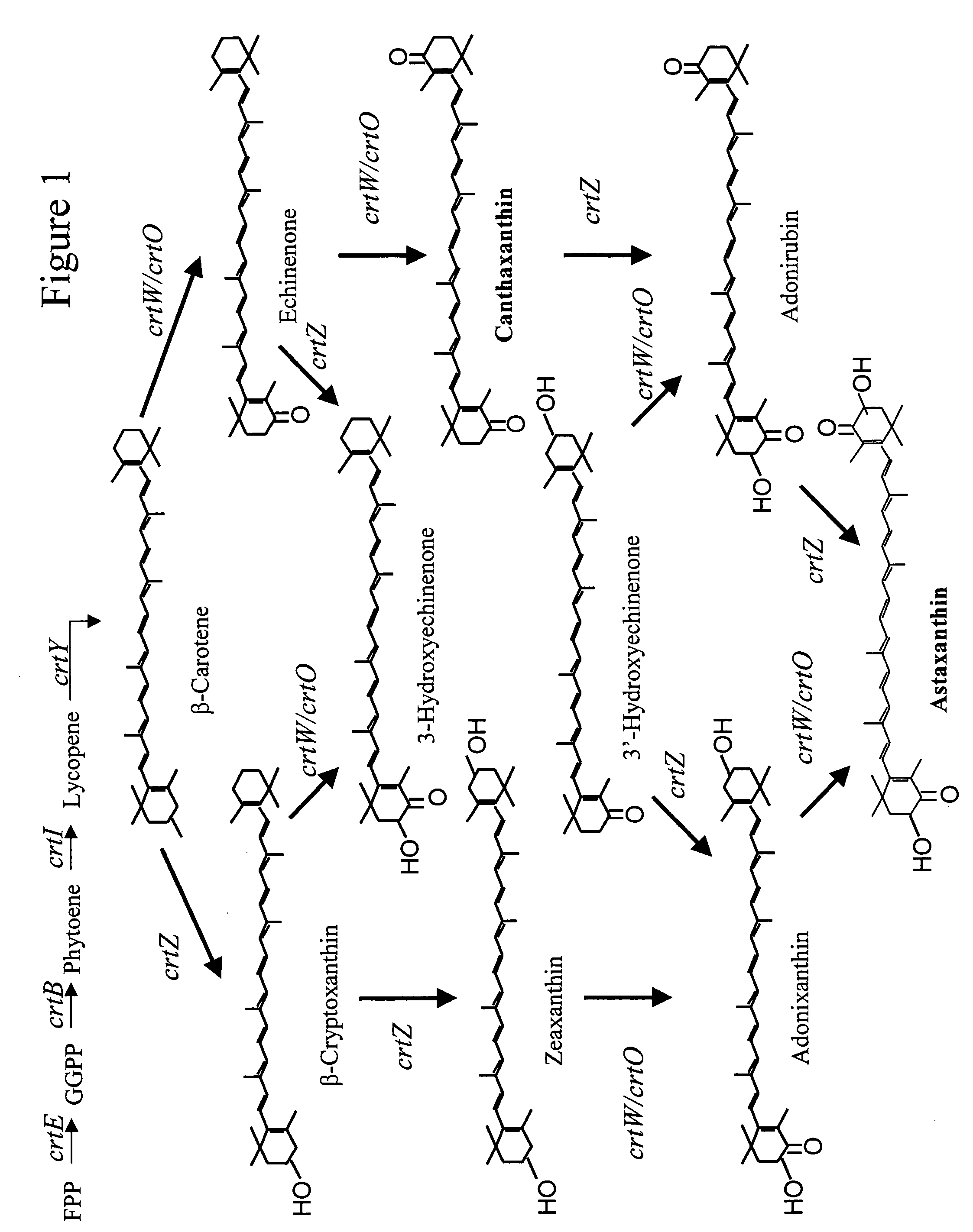 Bioproduction of astaxanthin using mutant carotenoid ketolase and carotenoid hydroxylase genes