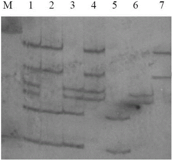 Microsatellite triple ternary PCR detection method of marsupenaeus japonicas