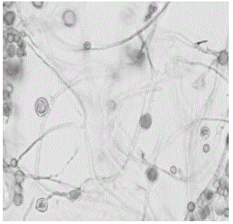 Trichoderma viridea LW-1 capable of degrading ethyl acetate and application of trichoderma viridea LW-1