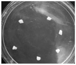 A kind of method of constructing flower red cotyledon regeneration system