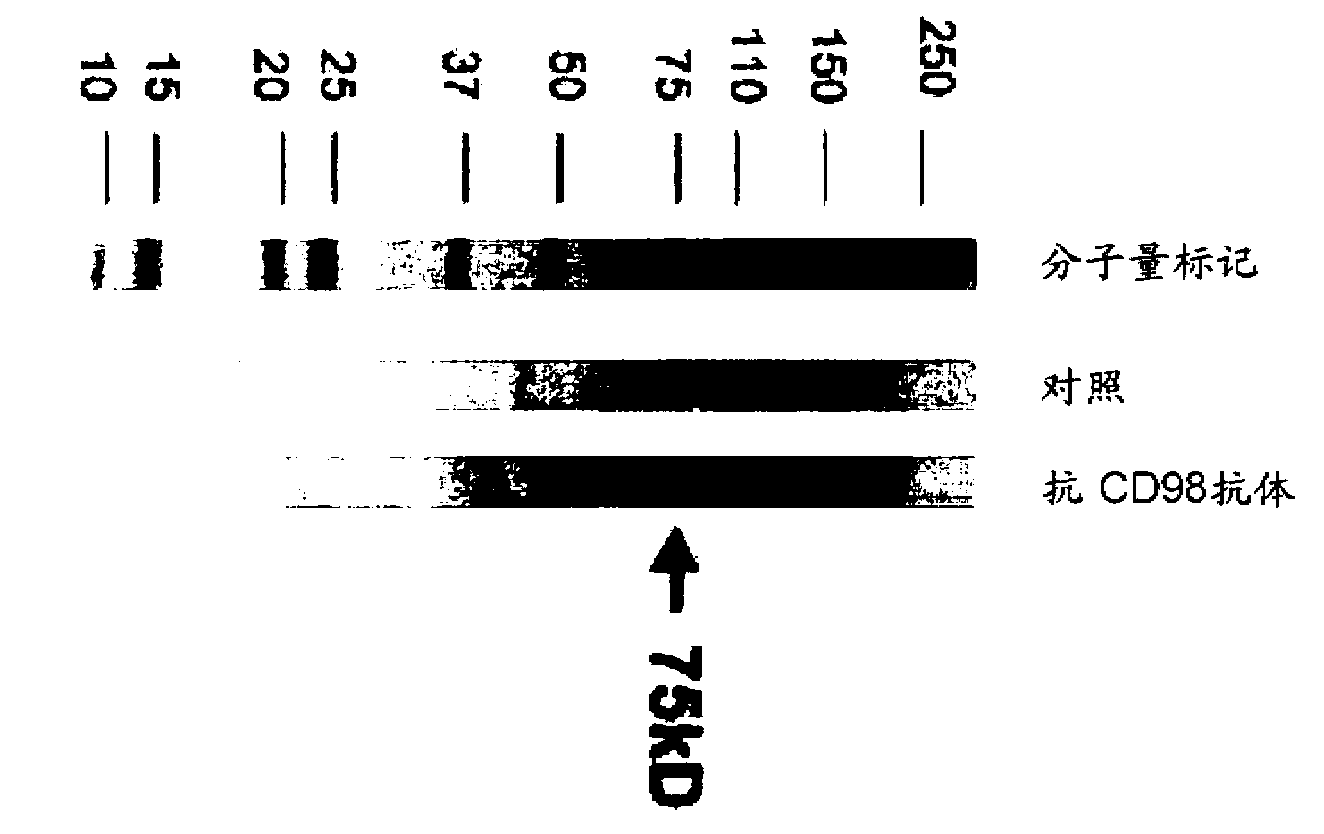 Novel anti-CD98 antibody and use thereof