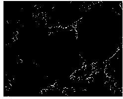 Method for building rat islet epithelioid stem cell line