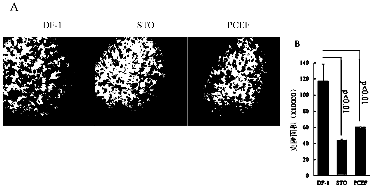 A method for long-term stable culture of chicken embryonic stem cells in vitro