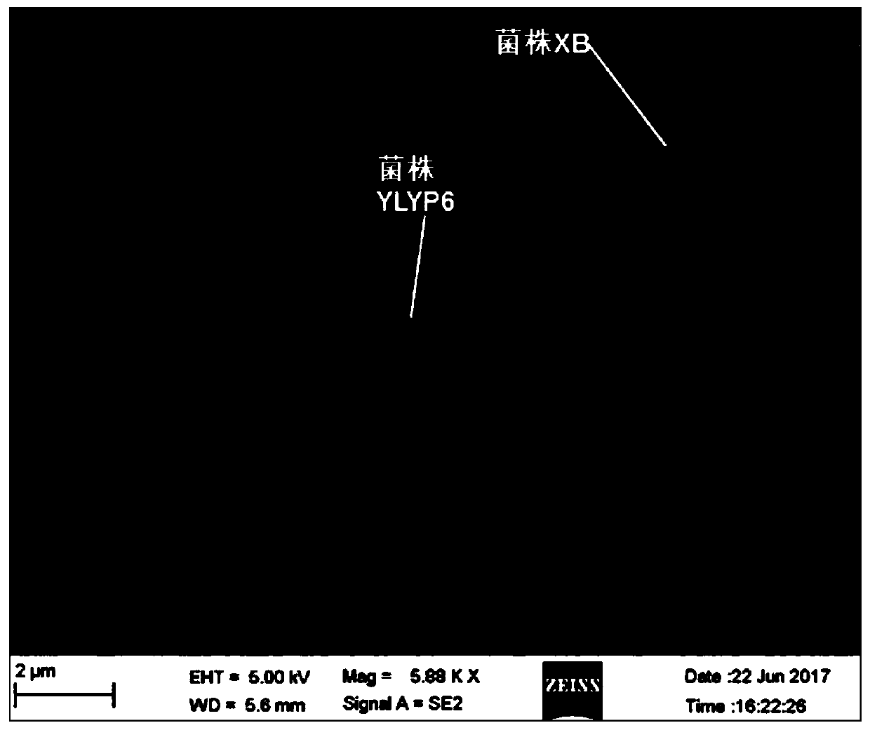 A kind of compound bacterial agent with both functions of dissolving phosphorus and degrading dehp and its application