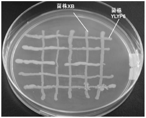 A kind of compound bacterial agent with both functions of dissolving phosphorus and degrading dehp and its application