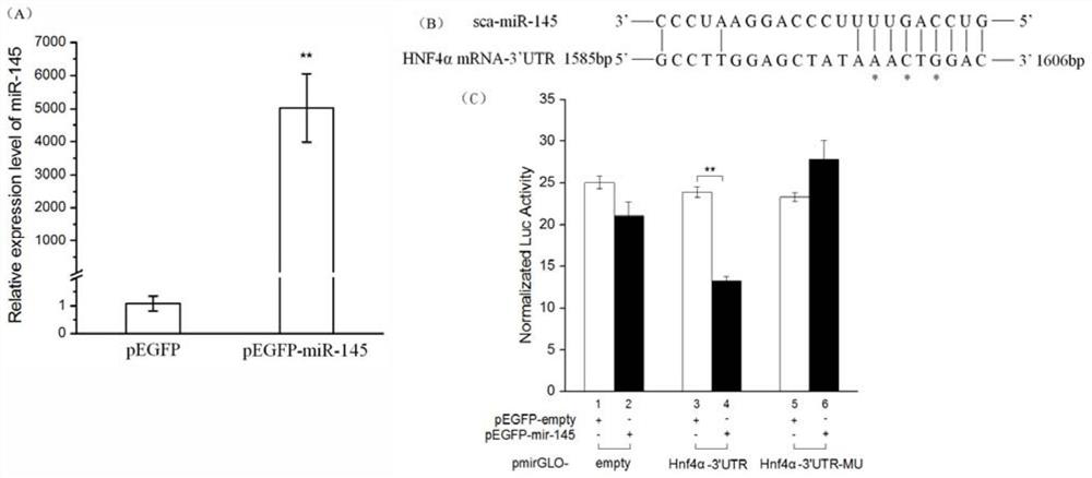 Application of mirna-sc-mir-145 in the synthesis of fish lc-pufa