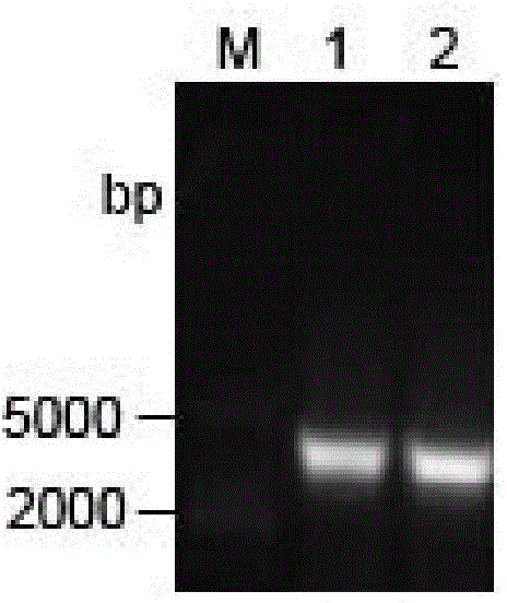 DNA molecule for expressing acyltransferase in pichia pastoris and application thereof