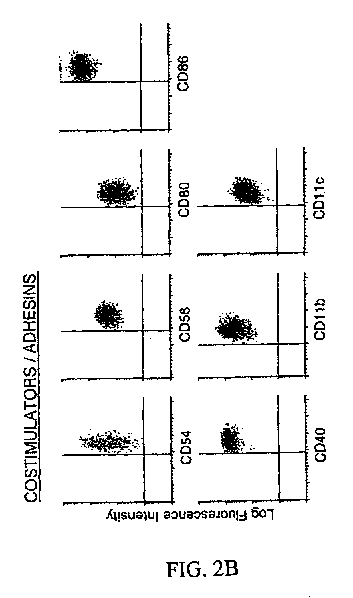 Methods and compositions for obtaining mature dendritic cells