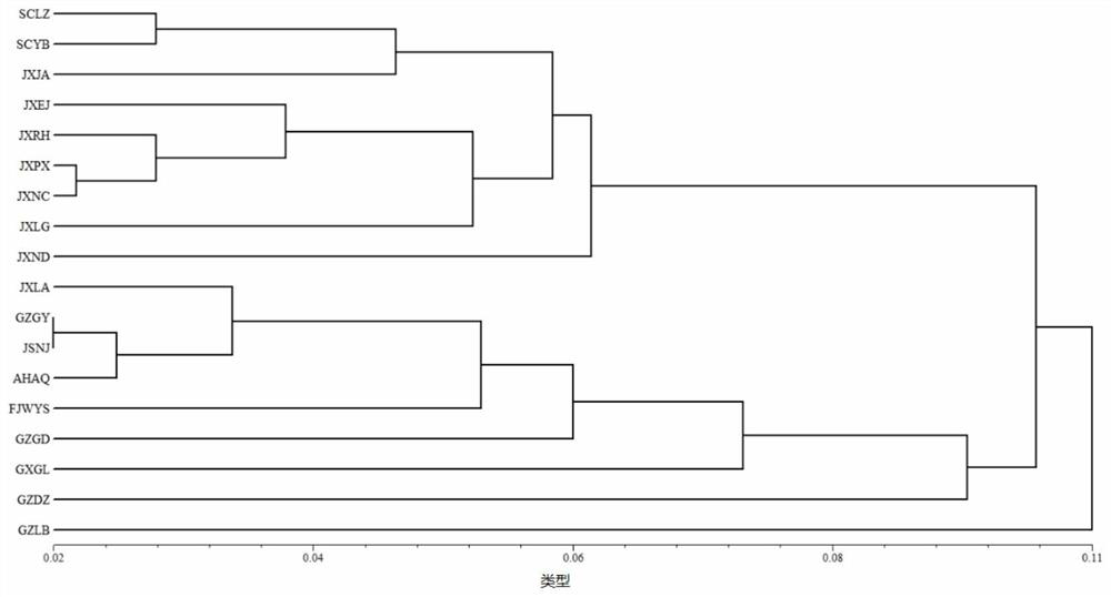 Polymorphic primers and applications of SNP molecular markers in Cinnamomum camphora nuclear genome