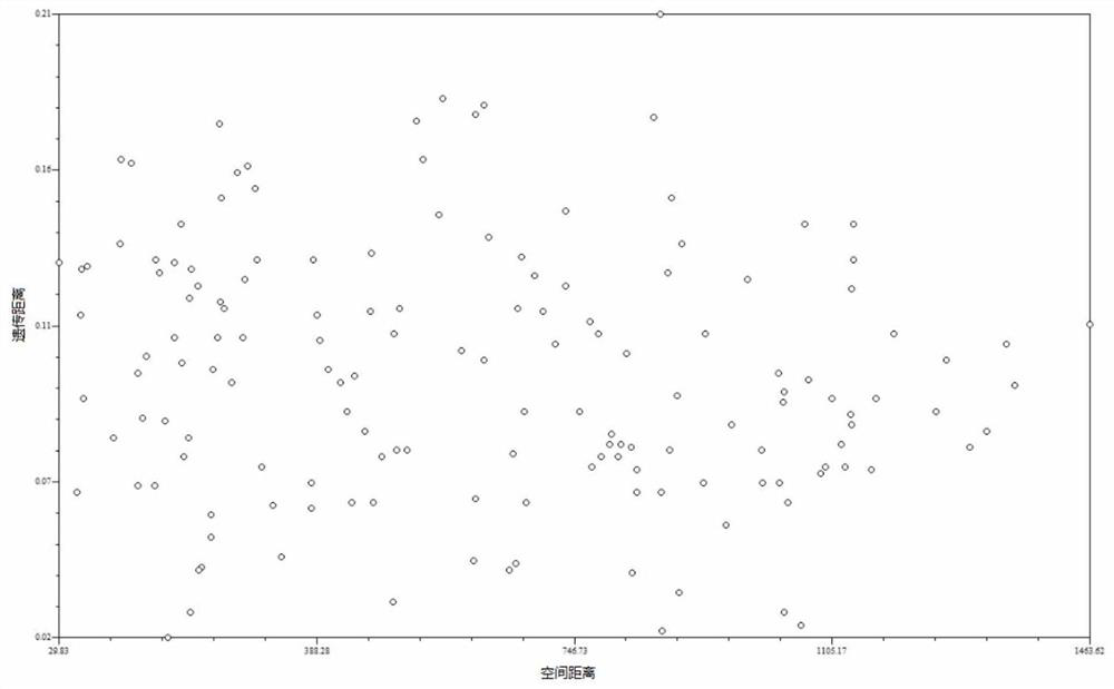 Polymorphic primers and applications of SNP molecular markers in Cinnamomum camphora nuclear genome