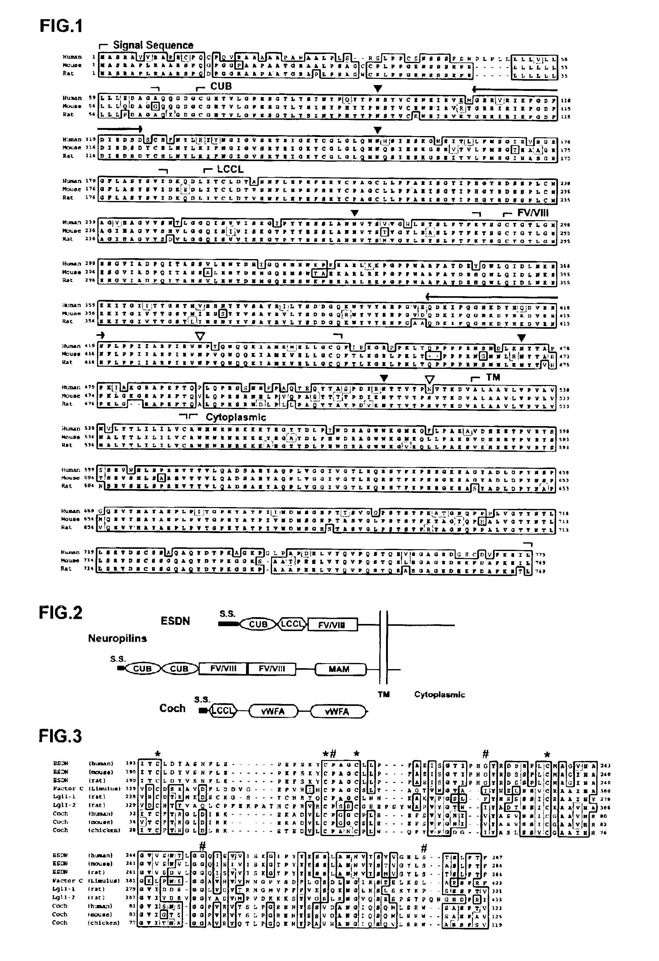 Polypeptide ESDN, polynucleotides encoding the polypeptide, and utility of the polypeptide