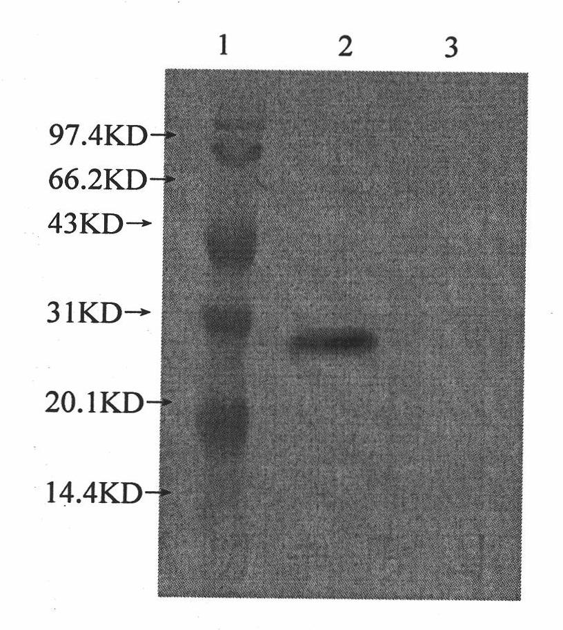 Anti-H3N8 subtype equine influenza virus monoclonal antibody and application thereof