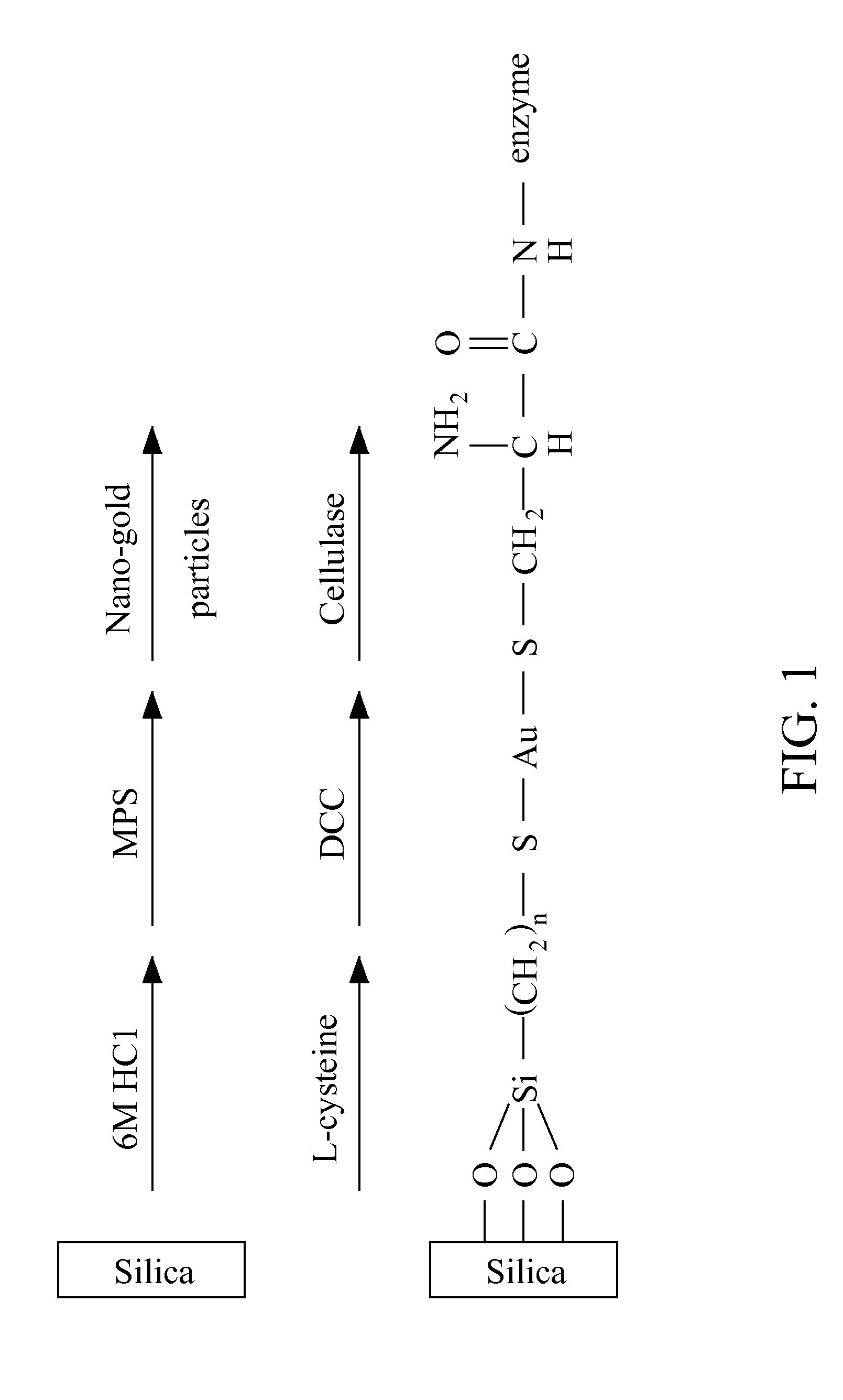 Immobilized enzyme and its fabrication method and reaction system